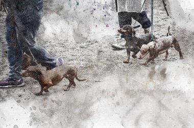 Dachshund köpeğinin tasmalı dijital suluboya resmi. Şehir kaldırımında insanlarla yürüyen dört evcil hayvan. Çağdaş sanat. Soyut duvar kağıdı.