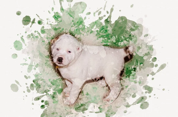 Cute White Puppy Black Nose Three Month Old Turkmen Alabai — Stock Photo, Image