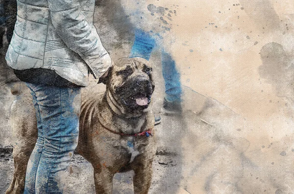 Aquarelle Numérique Une Femme Avec Chien Beau Majorque Mastiff Une — Photo