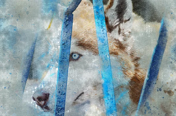 Digital Watercolor Painting Husky Dog Portrait Brown Pet Blue Eyes — Stock Photo, Image