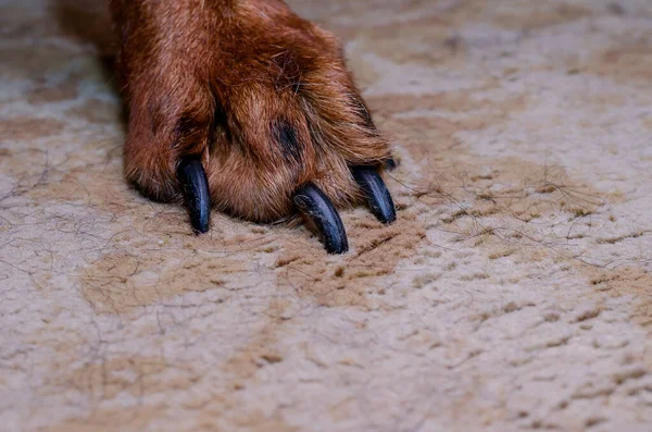 A brown dog\'s paw with long claws in close-up. The pet is standing on a beige carpet inside the room. Nail clipping by a domestic animal concept.