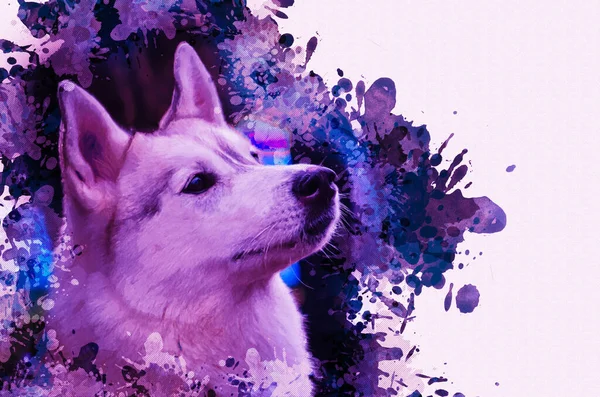 Digital Watercolor Painting Husky Dog Husky Breed Sled Dogs Modern — Stock Photo, Image