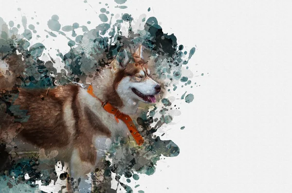 Digital Watercolor Painting Husky Dog White Brown Dog Collar Background — Stock Photo, Image