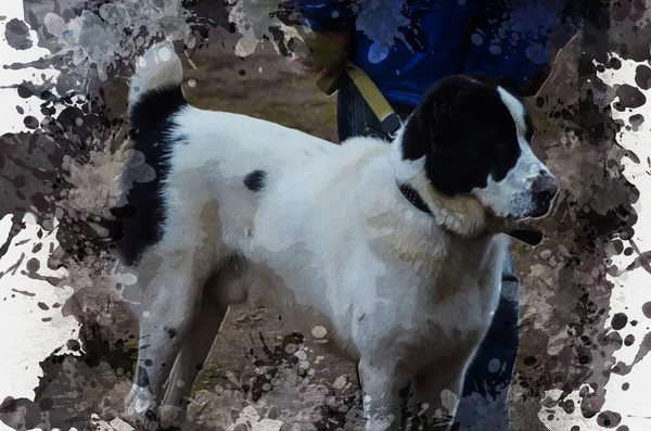 Aquarelle Numérique Chien Turkmène Alabai Tobet Berger Loup Garou Asie — Photo