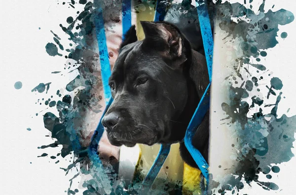 イタリアの犬品種Cane Corsoのデジタル水彩画 切り出された耳を持つ大きな黒い犬の肖像画 大人のペットはフェンスの青い金属棒を通して彼の頭をポケット — ストック写真