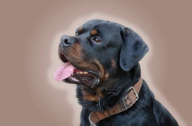 Bej renkli bir arka planda yetişkin bir erkek Rottweiler portresi. Etkileyici boyuttaki evcil hayvan ağzı açık ve dili dışarı sarkmış şekilde oturur. Kameranın arkasından dikkatli bir bakış..
