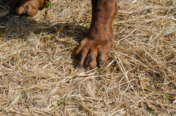 あなたの犬の概念のための乾燥した毛布の危険 フロントPaw Rottwillerは スパイクレット付きの乾いたわらに立っています — ストック写真