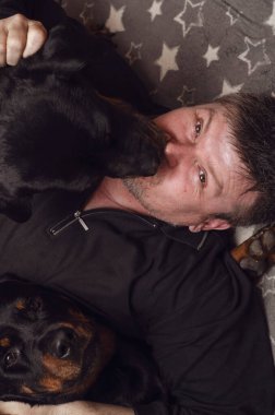 Yatakta köpekleri olan bir adamın yüksek açılı görüntüsü. Yetişkin bir adam iki Rottweiler 'la yatıyor. Bir evcil hayvana sarılıyor, diğeri de sahibinin yüzünü diliyle yalıyor. Evcil hayvan hayatı. İçeride. Seçici odak.