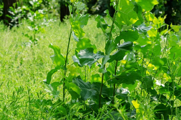 Jeunes Branches Peuplier Aux Feuilles Vertes Nouvelles Branches Arbres Minces — Photo