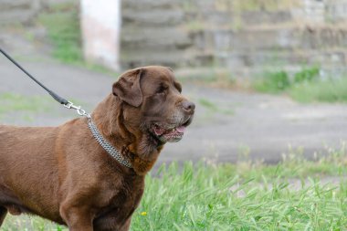 Yeşil çimlerin üzerinde duran kahverengi bir köpeğin portresi. Erkek çikolatalı Labrador av köpeği. Gri saçlı, ağzı açık harika bir hayvan. Yan görüş. Seçici odak.