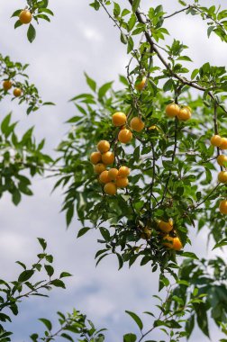 Ağaç düğümlerinde olgun sarı erikler. Yaz bulutlu gökyüzüne karşı nefis tatlı meyve. Meyve hasadı zamanı. Yaz zamanı, gündüz vakti..