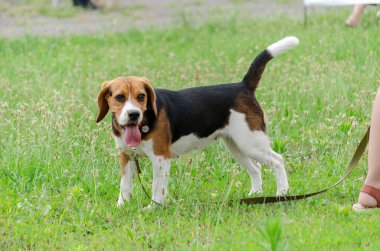 Güzel dişi İngiliz Beagle köpeği yeşil çimlerin üzerinde duruyor. Tasmalı genç bir hayvan. Yan görüş. Gündüz, yaz mevsimi.