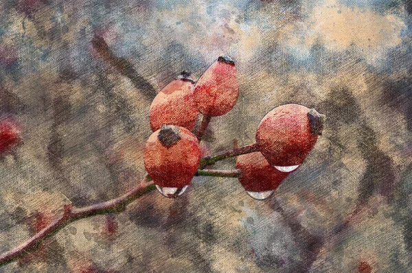 Красные Ягоды Шиповника Каплями Дождя Спелые Ягоды Кустах Лесу Осеннее — стоковое фото