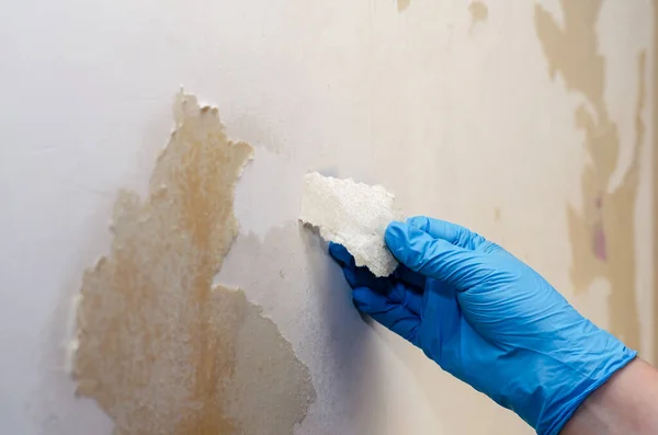 Hand Blue Glove Removes Remains Wallpaper Wall Woman Removes Paper — Stock Photo, Image