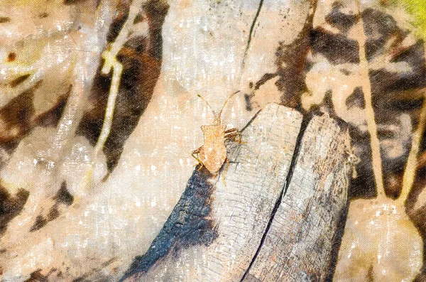 Braune Wanzen Kriechen Auf Einem Trockenen Baumstamm Insekt Herbstlichen Wald — Stockfoto