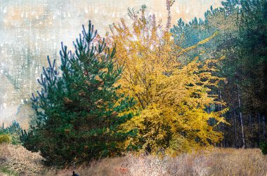 Yeşil ve sarı bir ağaç kozalaklı bir ormana karşı. Kül ve çam ön planda. Ormanda sisli bir sonbahar sabahı. Dijital suluboya resim.