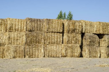 Mavi gökyüzüne karşı dikdörtgen kuru saman balyaları. İnekleri ve diğer hayvanları beslemek için kuru otlar depolanmış. Dikdörtgen şeklinde balyalarda sarı saman.