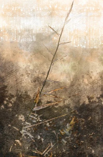 Сухой Тростник Туманном Утреннем Поле Стебель Листья Растения Капли Росы — стоковое фото