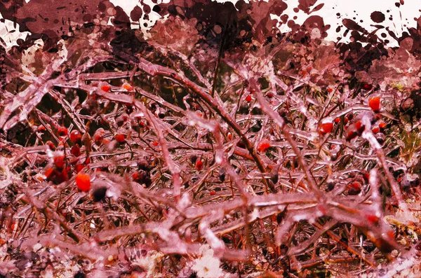 Гілки Пряників Покриті Льодом Заморожені Кущові Гілки Лісі Стиглими Червоними — стокове фото