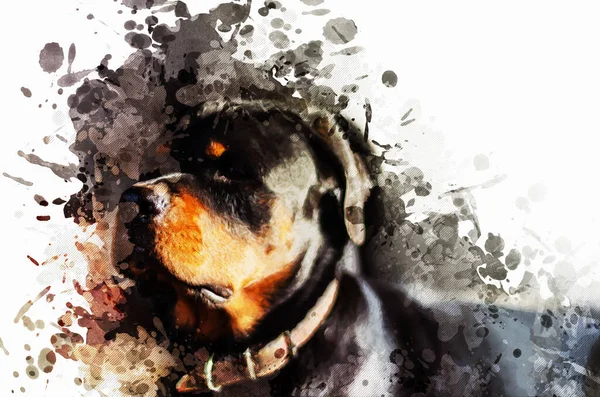 Retrato Perro Rottweiler Rottweiler Hembra Entre Gotas Aleatorias Salpicaduras Pintura —  Fotos de Stock