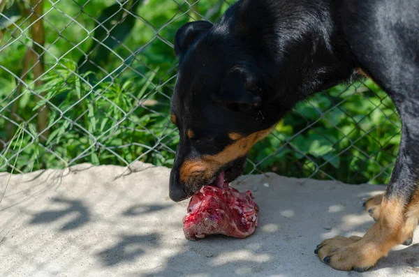 Štěně Dobermana Pinschera Žvýkající Kost Ulici Mladé Zvíře Užívá Okusování — Stock fotografie