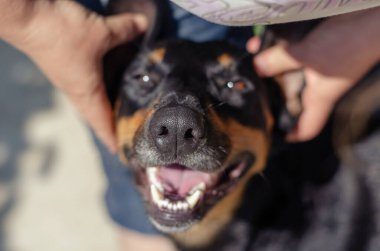 Kadın ayaklarının dibinde oturan yaşlı bir evcil hayvana sarılıyor. Yaşlı bir doberman köpeğinin namlusunda gri saçlar var. Mutlu evcil hayvan kameraya bakar. Güneşli bir yaz günü. Açık havada. Ön plana odaklan..