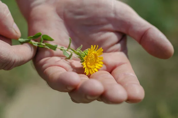 Ein Erwachsenes Männchen Hält Eine Kleine Gelbe Blume Der Hand — Stockfoto