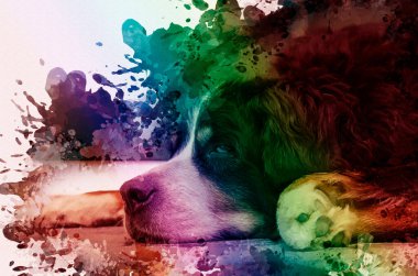 Bernese Dağ Köpeğinin portresi. Yarı kapalı gözlü yaşlı bir hayvan. Yaşlı hayvan. Gökkuşağı köprüsü konsepti. Dijital suluboya resim