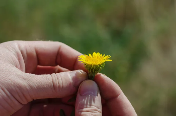 Ein Erwachsenes Männchen Hält Eine Kleine Gelbe Blume Der Hand — Stockfoto