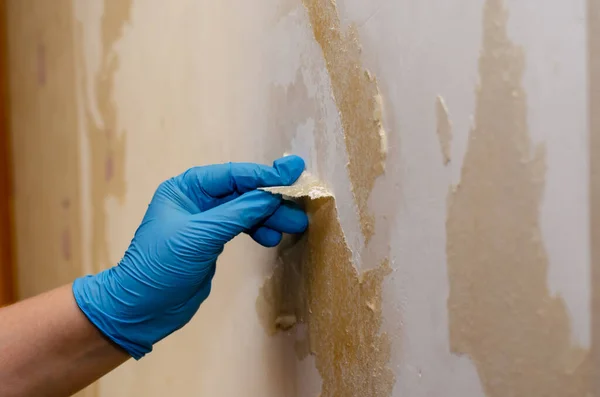 A hand in a blue glove removes the remains of wallpaper from the wall. A woman removes the paper wallpaper soaked in water. Inside the room. Selective Focus.
