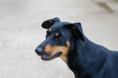 Sarkık kulaklı Doberman Pinscher köpeği yetiştiriyor. Siyah köpek kameranın arkasına bakıyor. Evcil hayvanlar. Seçici odak.