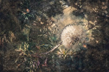 Koyu yeşil arka plana karşı beyaz karahindiba. Bir güneş ışığı, ağaç dalları ve ormandaki yabani otlar arasında yalnız bir çiçeği aydınlatır. Dijital suluboya resim. Modern Sanat