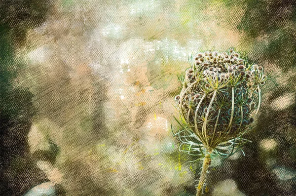 Wild Carrot Daucus Carota Seeds Wild Plant Digital Watercolor Painting — Stock Photo, Image