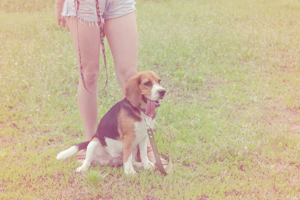 可愛いです女性で素敵な形の足と犬オンラッシュ — ストック写真
