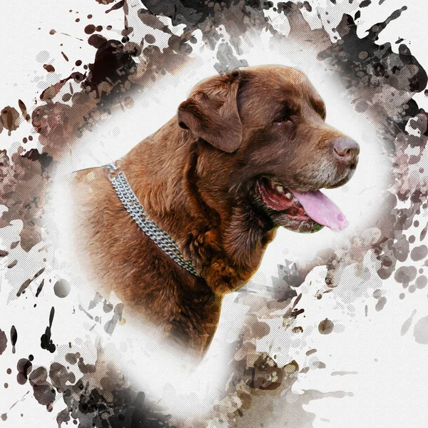 Porträt Eines Braunen Hundes Mit Metallhalsband Kopf Des Schoko Labradors — Stockfoto