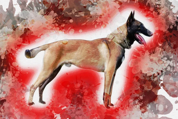 ベルギーの羊飼いの犬の全長の肖像画 Malinoisは 追跡のための作業犬として使用されます 汎用性の高い作業犬 デジタル水彩画 — ストック写真