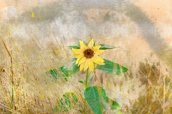 Один желтый цветок подсолнечника среди сухих трав. Высокая нефтяная пла — стоковое фото