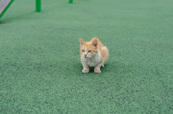 Un gato rojo de raza mixta se sienta en el patio de recreo. Un gato sin hogar — Foto de Stock