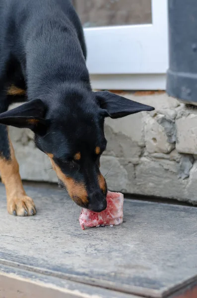 Un cachorro Doberman Pinscher mastica un hueso en el patio trasero. Perro e — Foto de Stock