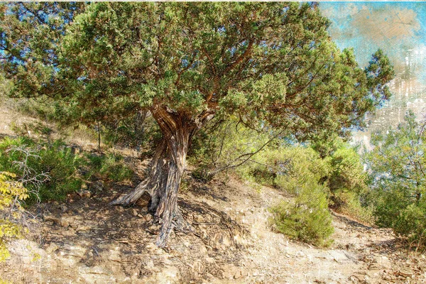 A large juniper tree next to a mountain trail. The suns rays il — Stock Photo, Image