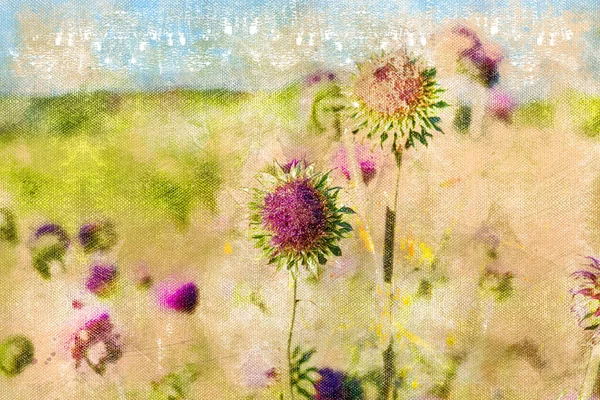 Сирень чертополох цветы в диком поле. Полевые цветы под шпротами — стоковое фото