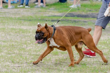 Kuyruğu kenetlenmiş bir boksör. Öndeki köpeğin de kesilmiş kulakları var..