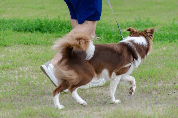 Chien blanc et brun promenades chiot en laisse avec son propriétaire. A Bor — Photo