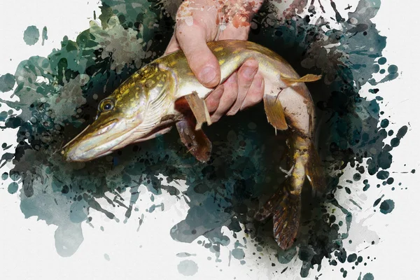 Egy férfi egy lebukott csukával. Ragadozó édesvízi hal. Horgászni. A... — Stock Fotó