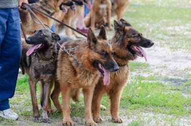 Dışarıda tasmalı çoban köpekleri. Alman ve Belçika çoban köpekleri. Grup