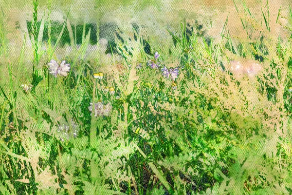 Weiland met groen gras en wit-roze bloemen. Wilde kruiden en bloemen. Zomertijd. Digitale aquarelverf — Stockfoto