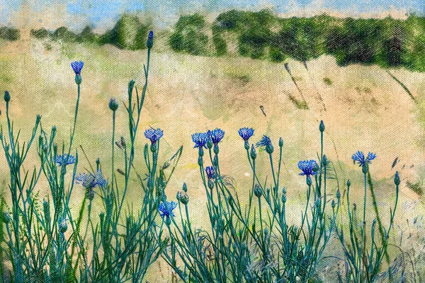 Кукурузные цветы перед солнечным лугом. Синие полевые цветы на краю леса. Цифровая акварель — стоковое фото