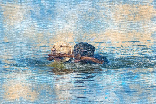 Fekete-fehér kutyák úszkálnak egy ágat tartva a fogaikkal. Egy női rottweiler és egy krémszínű labrador. Háziállatok. Digitális akvarell festés — Stock Fotó
