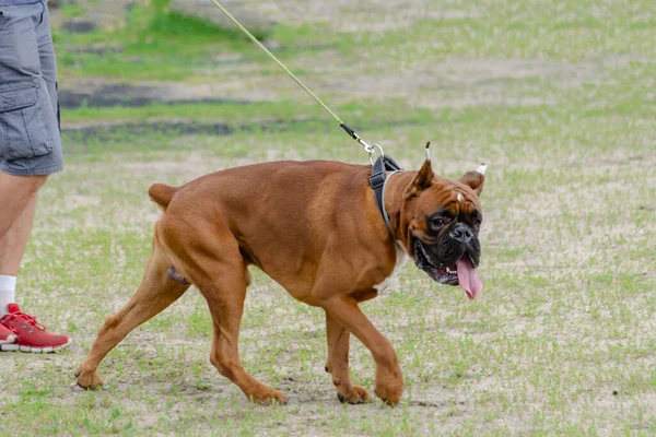Boxer with docked tail. The dog in front also has cropped ears. — Stock Photo, Image