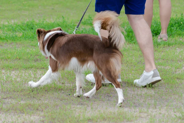 White and brown dog puppy walks on a leash with his owner. A Bor — Stock Photo, Image